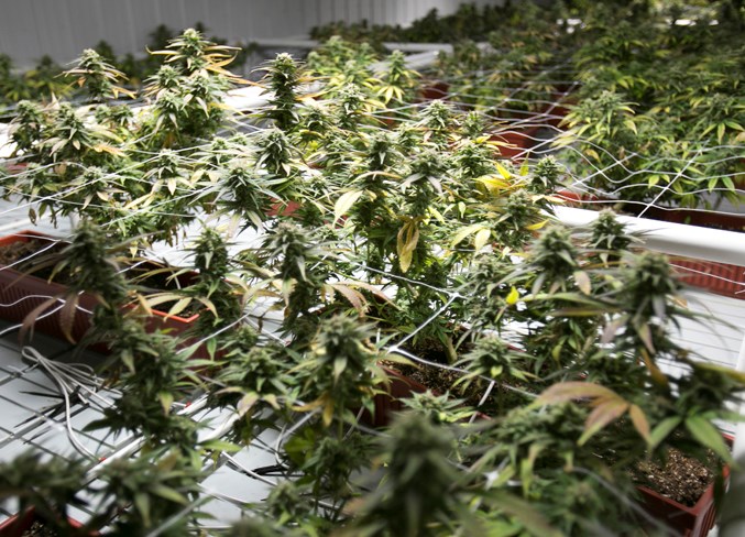 Cannabis grow ops have become a growing fire hazard, says CFD