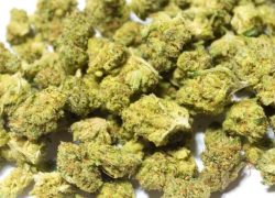 AA Popcorn Nugs Hybrid Cannabis