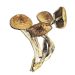 Mushrooms – B+ Cubensis – B Plus Dried Mushroom