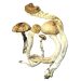 Mushrooms – Golden Teacher Strain – Dried Mushroom