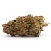 GMO Cookies aka Garlic Cookies Indica Marijuana Strain (AAA)