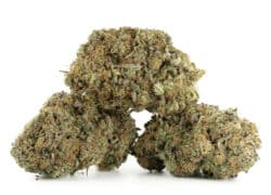 Strawberry Cough Sativa Hybrid Marijuana Strain (AAA+++)