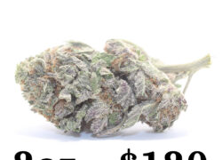 Purple Frost Sativa Hybrid Marijuana Strain