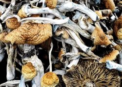 Mushrooms – KSSS Koh Samui Super Strain Magic Mushrooms