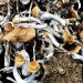 Mushrooms – KSSS Koh Samui Super Strain Magic Mushrooms
