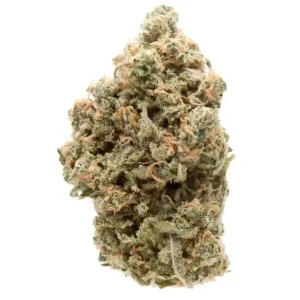 Close-up of Girl Scout Cookies cannabis strain buds, bright green with purple hues, orange pistils, and frosty trichomes.