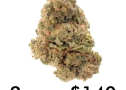 Chocolope Sativa Marijuana Strain