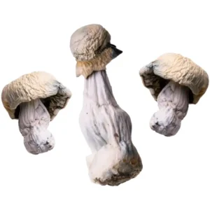 Mushrooms - Albino Penis Envy (APE) - Dried Mushrooms