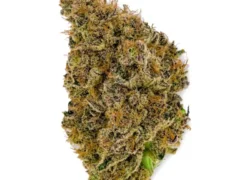 Grape Slushie aka Grape Slush Hybrid Marijuana Strain (AAA+++)