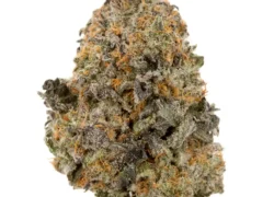 Rated R Hybrid Marijuana Strain (AAA+++)