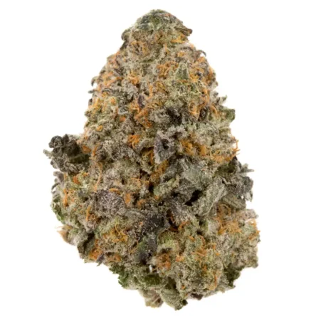 Rated R Hybrid Marijuana Strain (AAA+++)