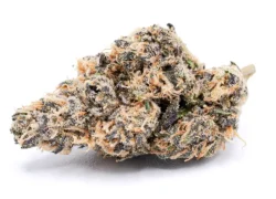 Red Velvet Hybrid Marijuana Strain (AAA+++)