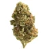 Citrique Sativa Hybrid Marijuana Strain (AAA+++)