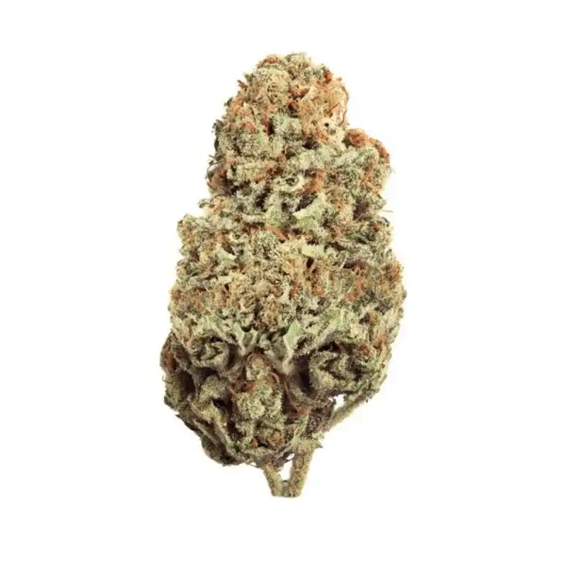Critical Indica Marijuana Strain (AAA+++)